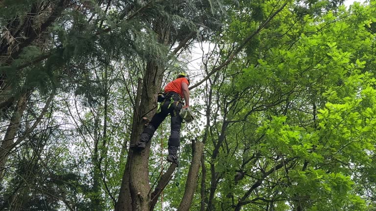 Trusted Captain Cook, HI Tree Removal and Landscaping Services Experts